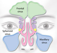 Sinus area close up